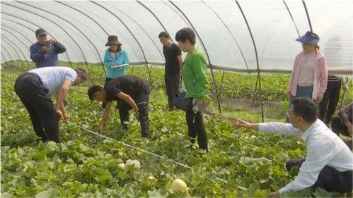 五龙小白瓜今日价格表,市场行情一览”