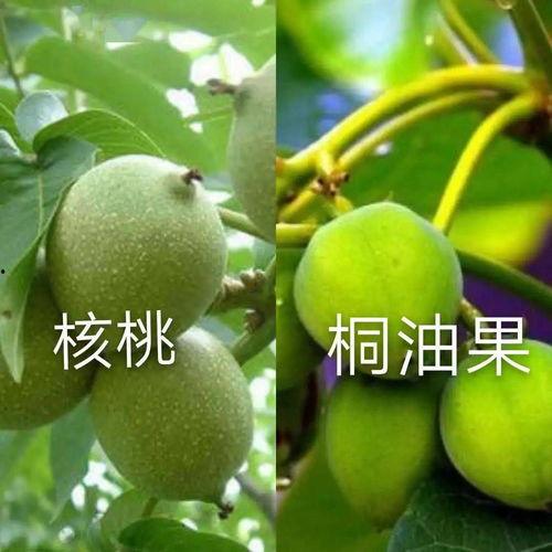 湖北今日瓠瓜行情,今日价格波动及市场动态
