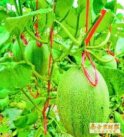海南东方哈密瓜今日行情,甜蜜价格波动，市场供需动态解析