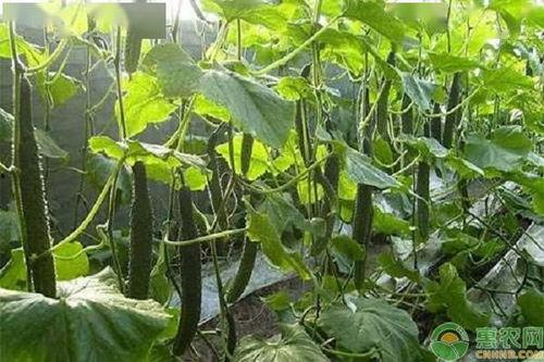 东莞今日鲜瓜价,市场行情一览”