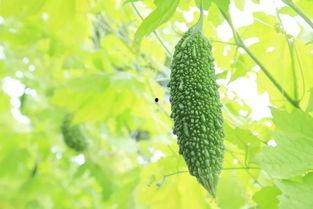 广东白瓜今日价格,市场行情一览”