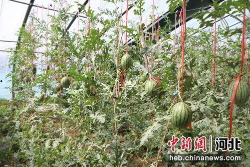 今日内黄小吊瓜批发价,品质瓜果，价格亲民”