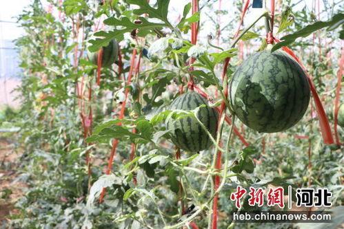 今日内黄小吊瓜批发价,品质瓜果，价格亲民”