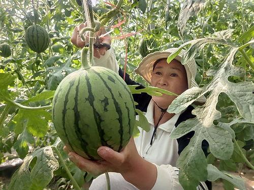 今日内黄小吊瓜批发价,品质瓜果，价格亲民”