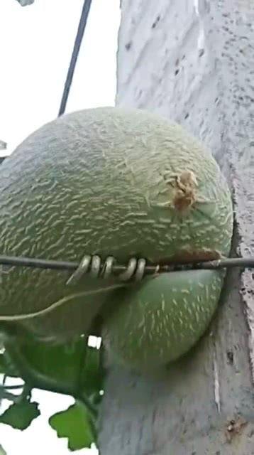 沙洋哈密瓜今日价格,价格行情一览