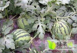 蚌埠大瓜今日价格