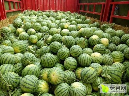 蚌埠大瓜今日价格