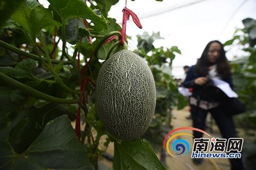 海南乐东佛罗哈密瓜今日行情,品质佳价优，丰收季喜讯连连