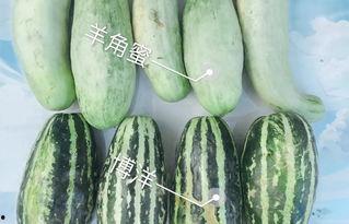 云南楚雄元谋今日瓜价,瓜香四溢，价格波动一览