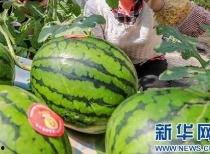 今日云南吃瓜最新消息,揭秘背后真相与网络热议