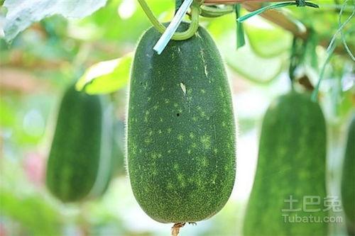 今日冬瓜吊瓜价格最新行情,价格波动解析