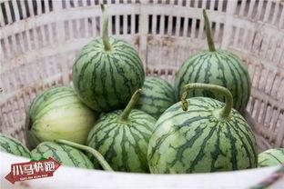 今日东台小兰瓜价格,价格行情一览