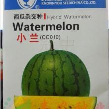 今日东台小兰瓜价格,价格行情一览