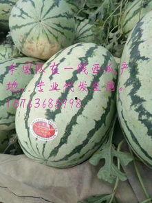 今日硒砂瓜价格最新行情,今日价格走势一览