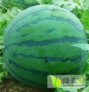 今日瓜价昌乐,新鲜瓜果价格一览