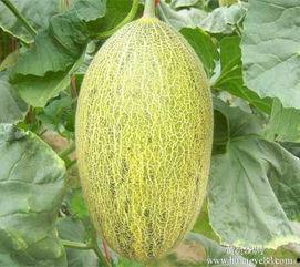 哈密哈密瓜今日价格行情,今日市场动态一览”