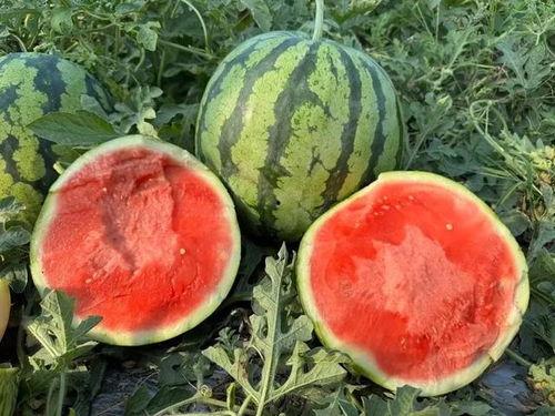 51吃瓜今日吃瓜必吃珍珠,今日必吃珍珠，揭秘娱乐圈幕后真相