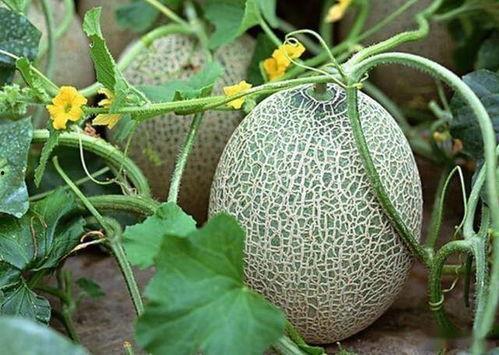 大棚种的哈密瓜今日价格,大棚种植新动态