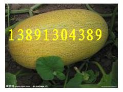 大棚种的哈密瓜今日价格,大棚种植新动态