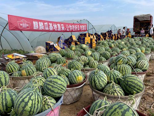 麒麟瓜产地今日价格,行情波动，品质影响显著