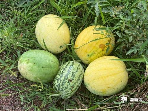 丽水今日吃瓜新闻视频,今日吃瓜新闻视频揭秘惊人内幕