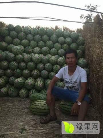 郑州硒砂瓜今日行情,品质优价稳，市场反响热烈