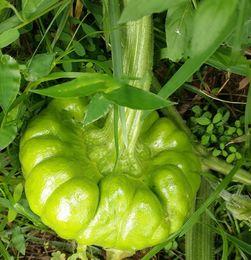 姜柄瓜今日价格昆明收购,昆明姜柄瓜今日收购价格行情解析