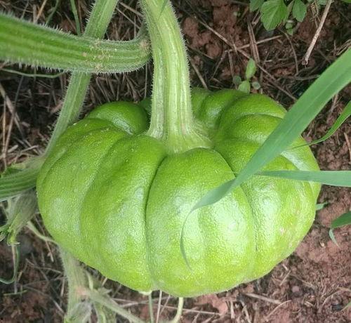 姜柄瓜今日价格昆明收购,昆明姜柄瓜今日收购价格行情解析