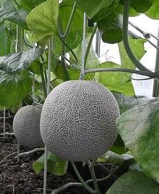 今日网纹瓜批发价,市场行情稳中向好