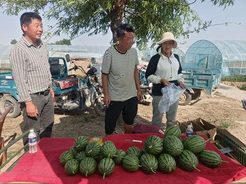 精品小吊瓜今日价格,品质之选，实惠之选！”