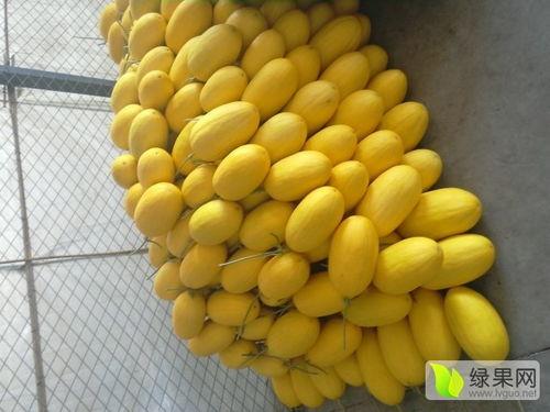 寿光今日哈密瓜最新价格,今日行情一览”