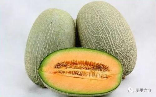 寿光今日哈密瓜最新价格,今日行情一览”