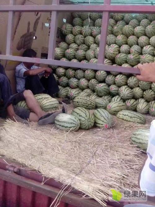 西安麒麟瓜今日价格,价格行情一览