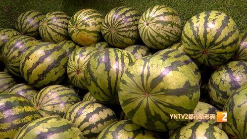 西安麒麟瓜今日价格,价格行情一览