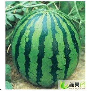 今日瓜价格河北衡水,新鲜瓜价走俏，市民抢购热潮