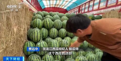 新疆瓜价最新行情今日,瓜价行情持续升温
