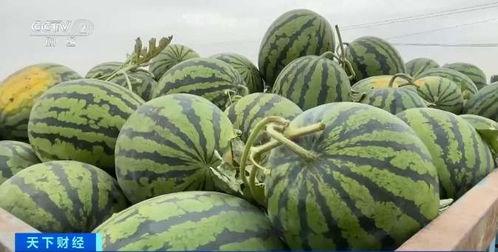 新疆瓜价最新行情今日,瓜价行情持续升温