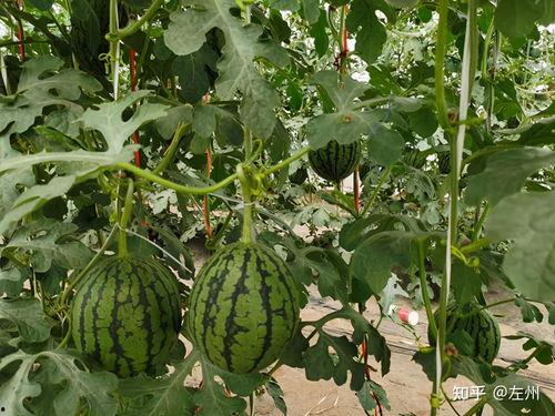 吊瓜今日行情最新消息,今日价格走势解析