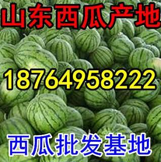 今日宁夏石缝瓜产地行情,独特地理环境孕育的绿色珍品，行情看涨！”