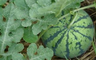 今日宁夏石缝瓜产地行情,独特地理环境孕育的绿色珍品，行情看涨！”