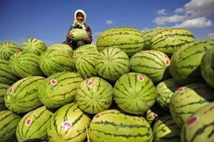 今日宁夏石缝瓜产地行情,独特地理环境孕育的绿色珍品，行情看涨！”