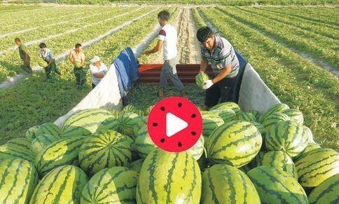 今日新疆瓜,探寻新疆特色瓜果的魅力