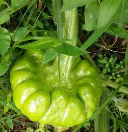 云南姜柄瓜今日价格,市场波动下的行情解析