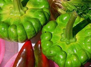 云南姜柄瓜今日价格,市场波动下的行情解析