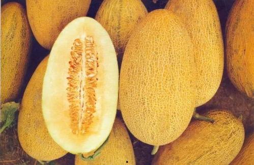 2024哈密瓜今日报价,今日报价一览