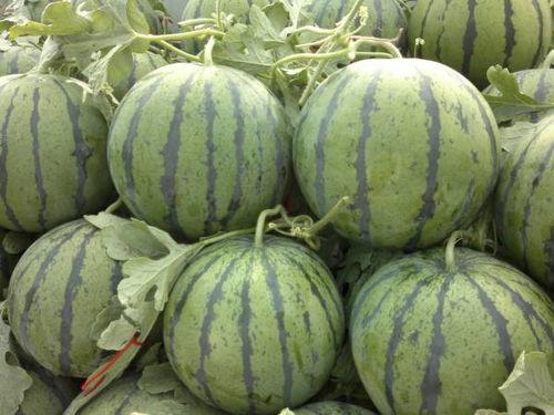 乐亭今日次瓜价格,市民享实惠