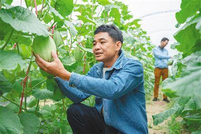 海南蜜瓜今日行情价格,甜蜜价格波动，市场供需动态解析