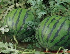 今日鲜瓜价格最新行情,价格波动解析与市场趋势洞察