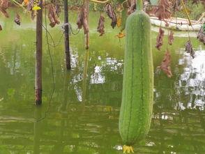 今日鲜瓜价格最新行情,价格波动解析与市场趋势洞察