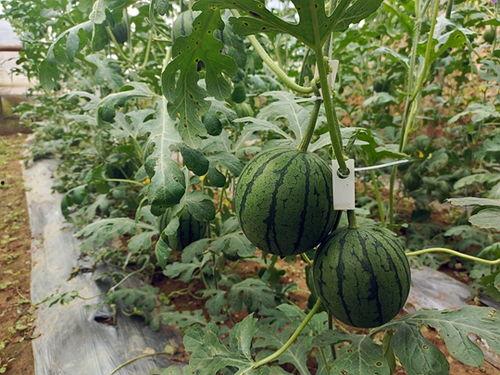 魏县小吊瓜今日价格查询,市场行情一览”